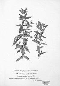 Puccinia rubefaciens image